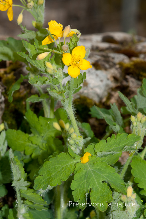 Chelidonium majus, Papaveraceae 