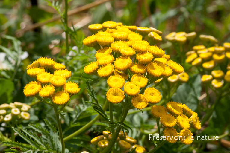 Asteraceae, Tanacetum vulgare 