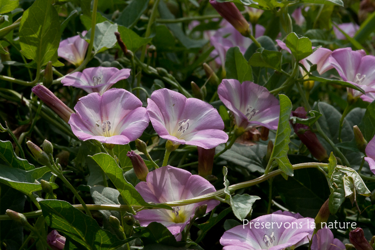 Convolvulaceae, Convolvulus arvensis 