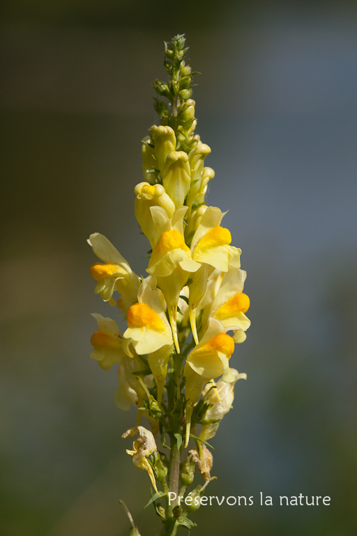 Linaria vulgaris 