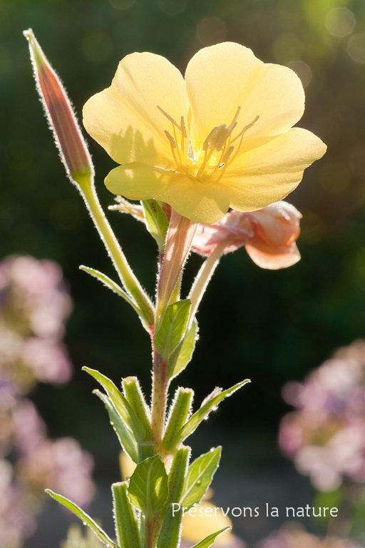 Oenothera glazioviana, Onagraceae 