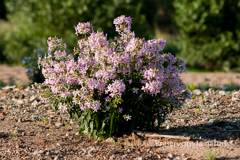 Caryophyllaceae, Saponaria officinalis 