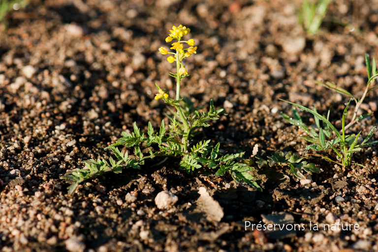 Brassicaceae, Rorippa sylvestris 