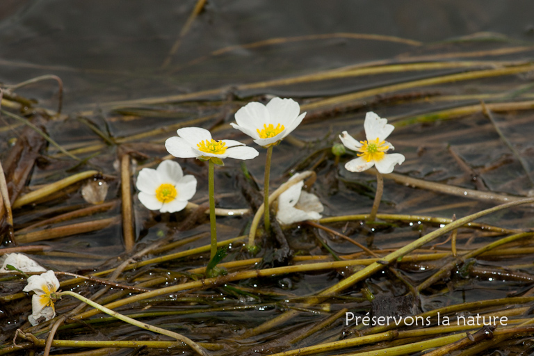 Ranunculaceae, Ranunculus fluitans 