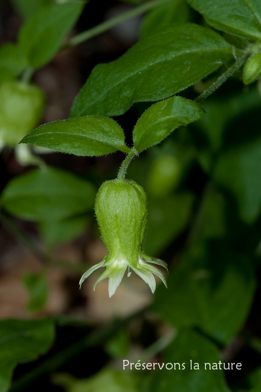 Caryophyllaceae, Cucubalus baccifer 