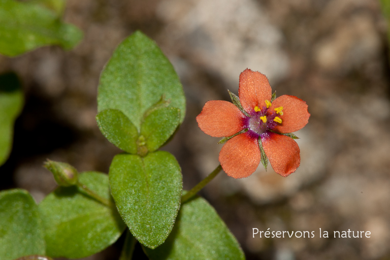 Anagallis arvensis, Primulaceae 