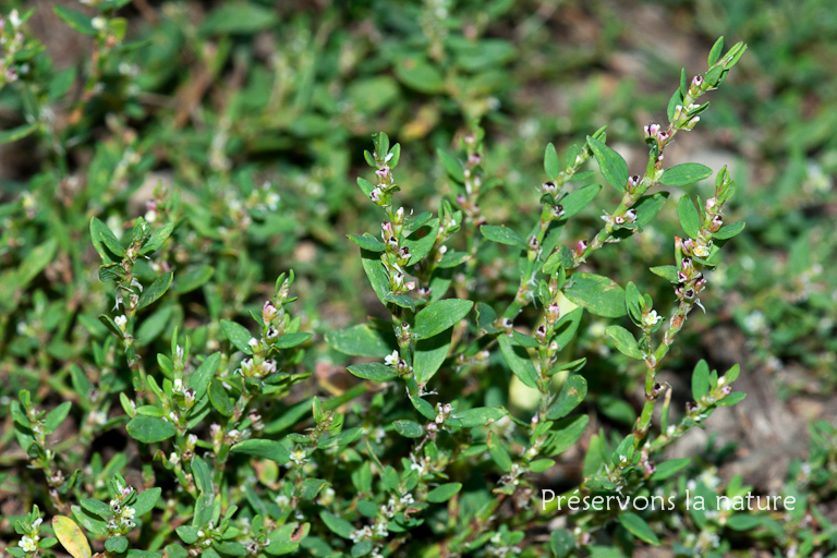 Polyganaceae, Polygonum aviculare 