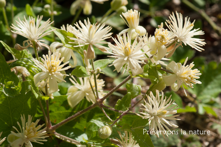 Clematis vitalba, Ranunculaceae 