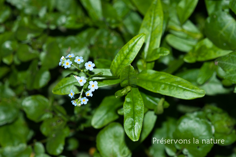 Boraginaceae, Myosotis scorpioides 