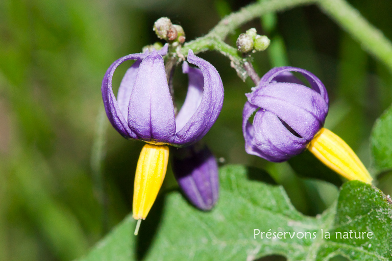 Solanaceae, Solanum dulcamara 