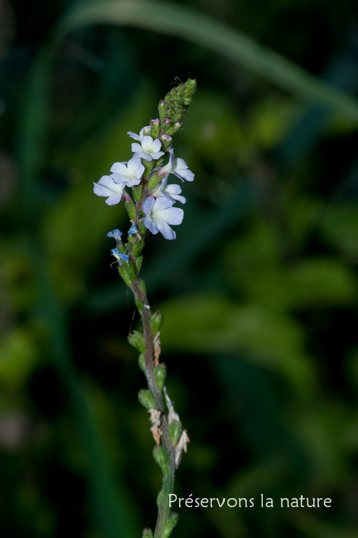 Verbena officinalis, Verbenaceae 