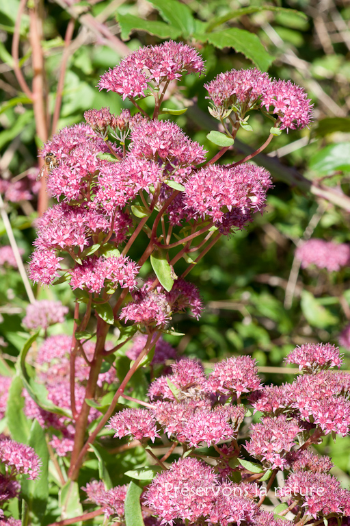 Crassulaceae, Sedum telephium 