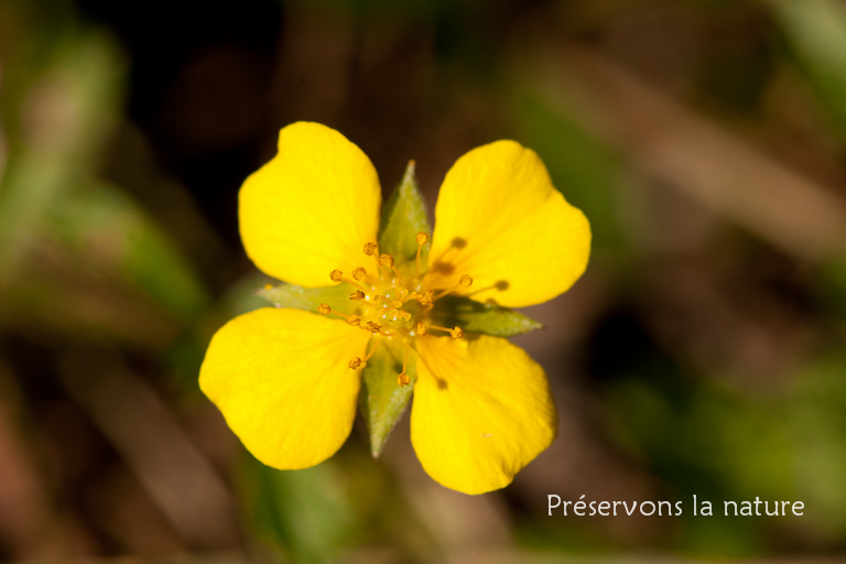 Potentilla erecta, Rosaceae 