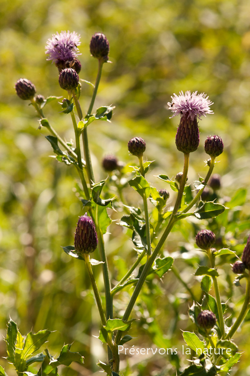 Asteraceae, Cirsium arvense 