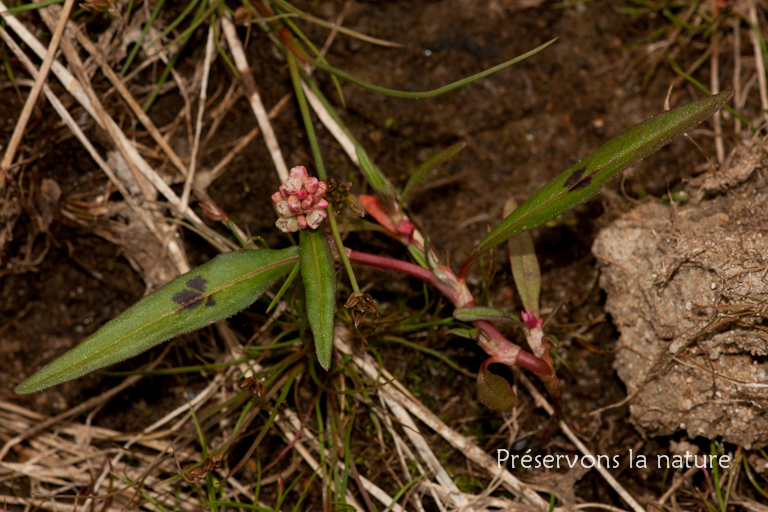 Polyganaceae, Polygonum lapathifolium 