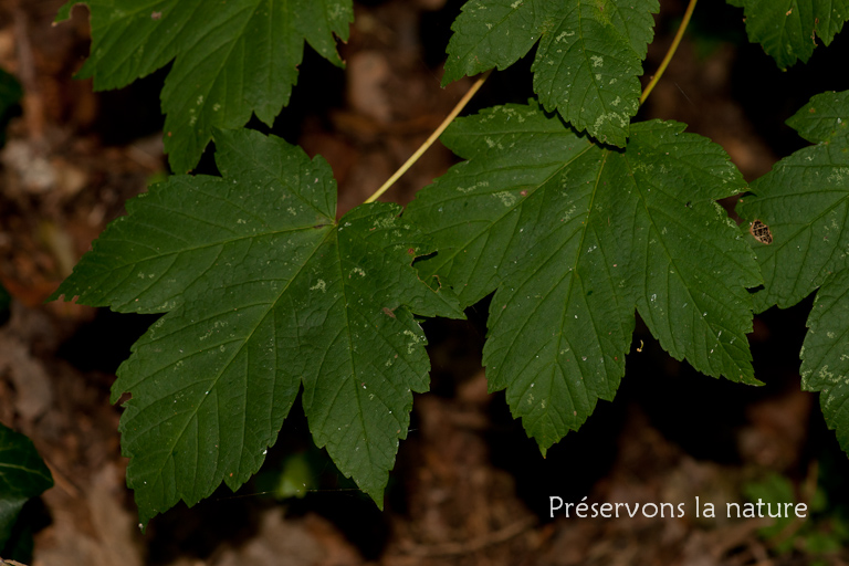 Acer pseudoplatanus, Aceraceae 