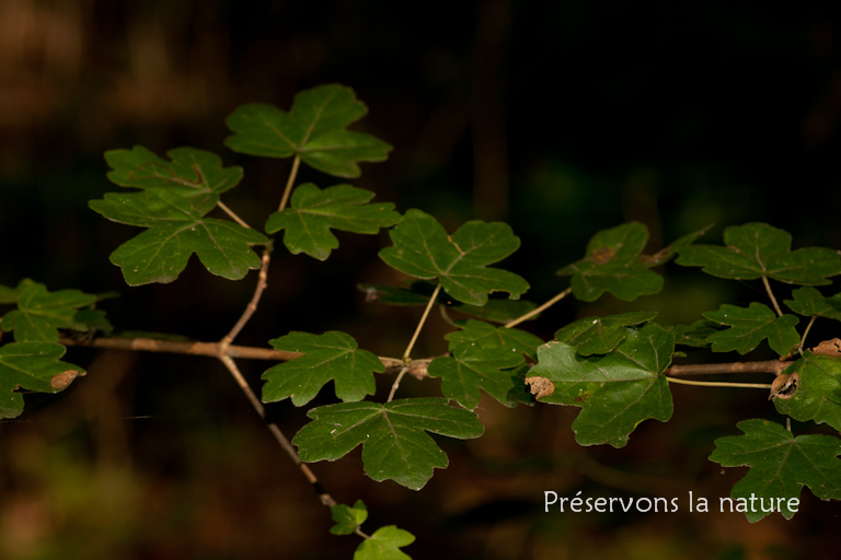 Acer campestre, Aceraceae 