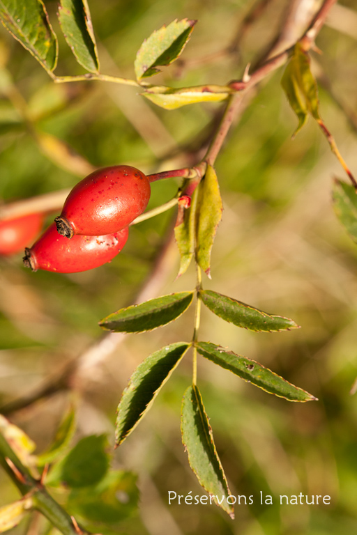 Rosa canina, Rosaceae 