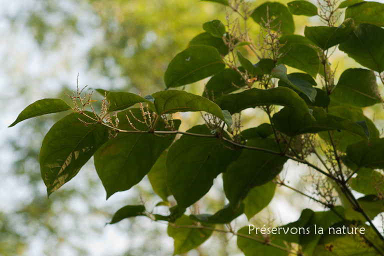 Polyganaceae, Reynoutria japonica 