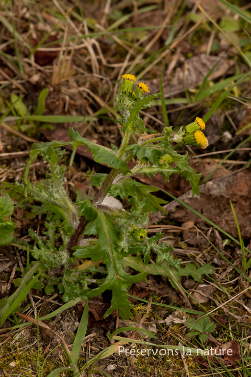Asteraceae, Senecio vulgaris 