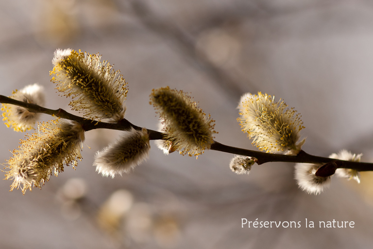 Salicaceae, Salix caprea 