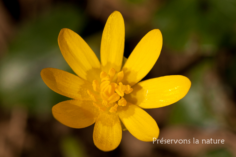 Ranunculaceae, Ranunculus ficaria 