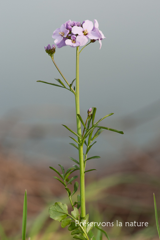 Brassicaceae, Cardamine pratensis 