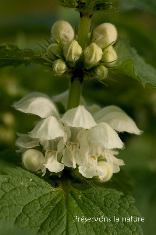 Lamiaceae, Lamium album 