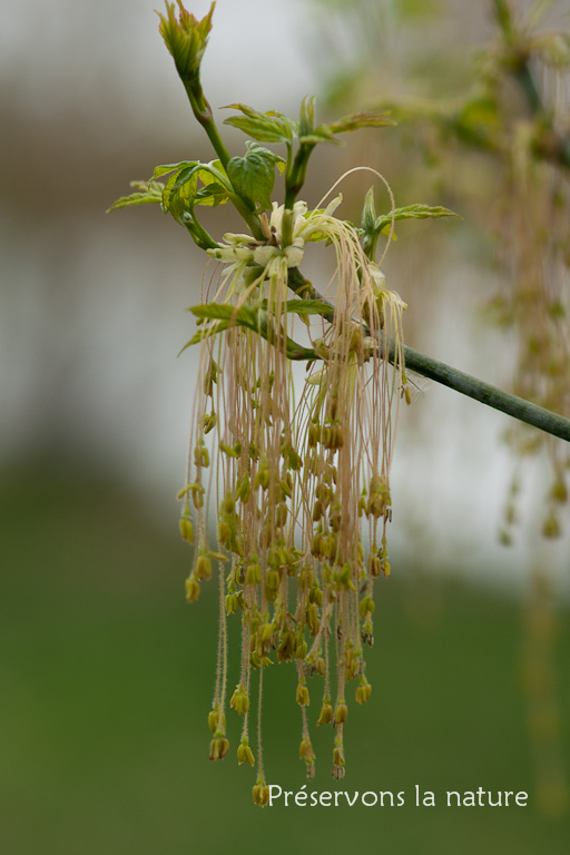 Acer negundo, Aceraceae 