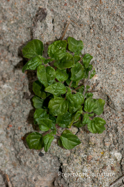 Parietaria judaica, Urticaceae 