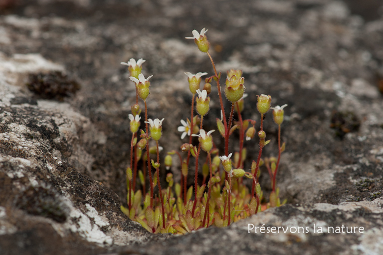 Saxifraga tridactylites, Saxifragaceae 