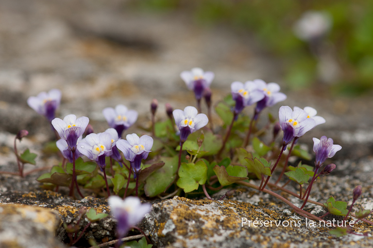 Cymbalaria muralis > Scrophulariaceae, Scrophulariaceae 