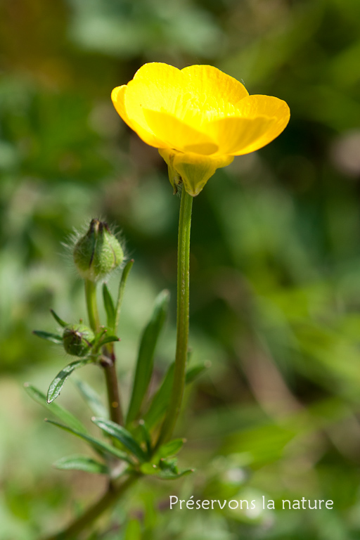 Ranunculaceae, Ranunculus bulbosus 