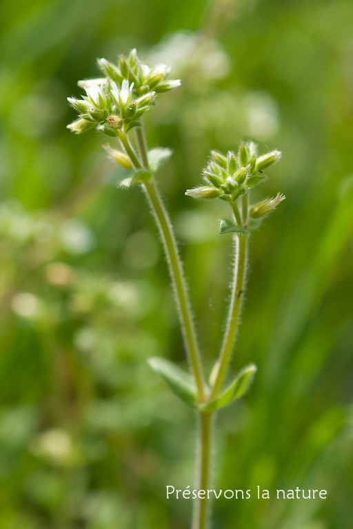 Caryophyllaceae, Cerastium glomeratum 