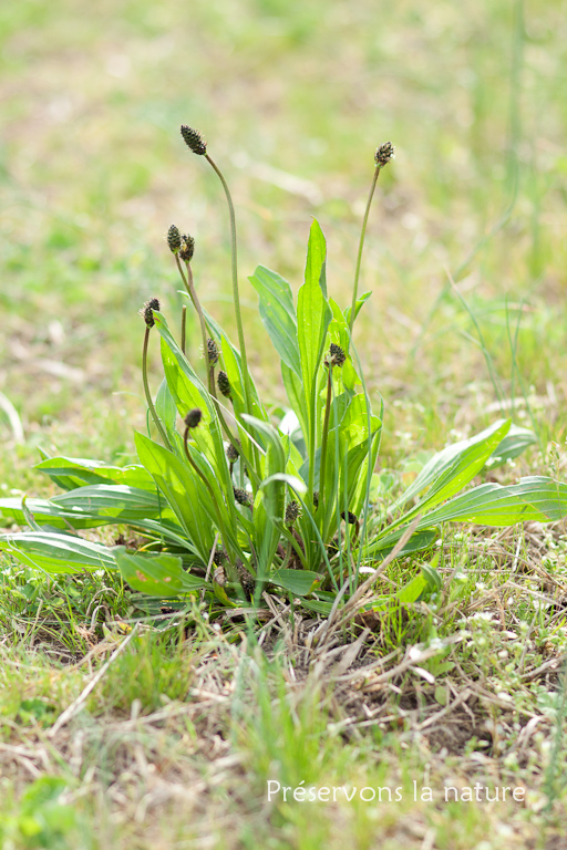 Plantaginaceae, Plantago lanceolata 