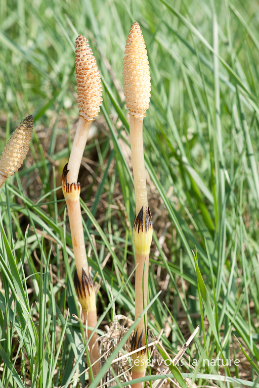 Equisetaceae, Equisetum arvense 