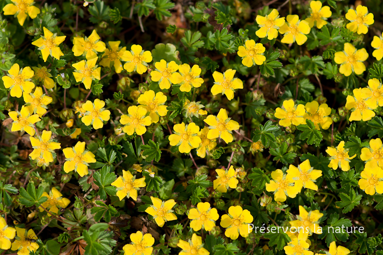 Potentilla neumanniana, Rosaceae 