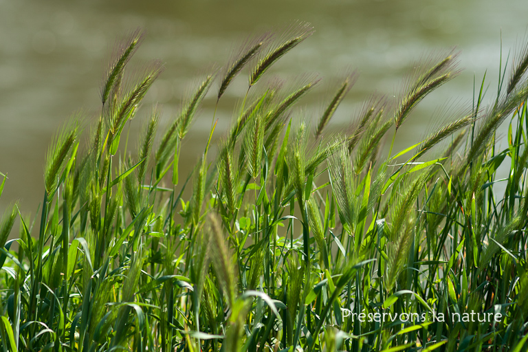 Hordeum murinum, Poaceae 