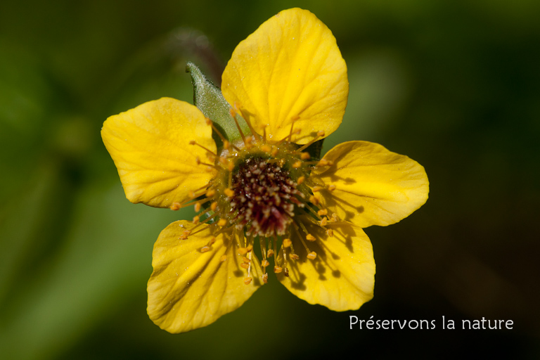 Geum urbanum, Rosaceae 