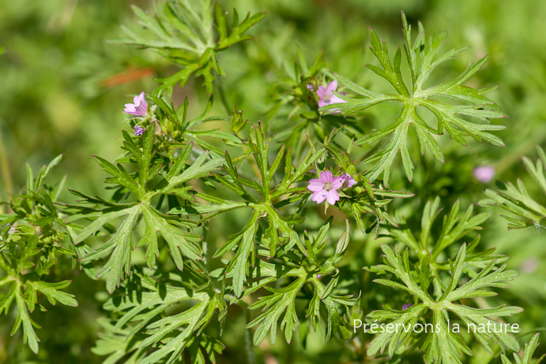 Geraniaceae, Geranium dissectum 