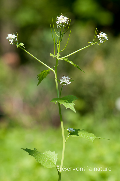 Alliara petiolata, Brassicaceae 