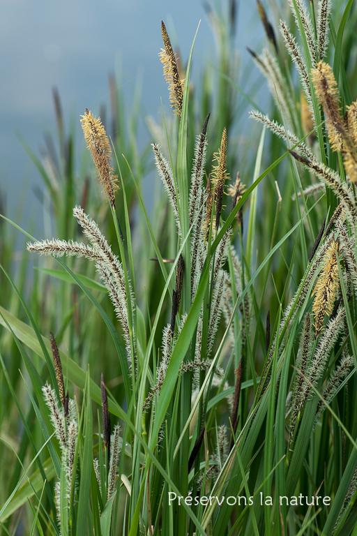 Carex riparia, Cyperacea 
