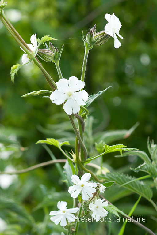 Caryophyllaceae, Silene latifolia subsp. alba 