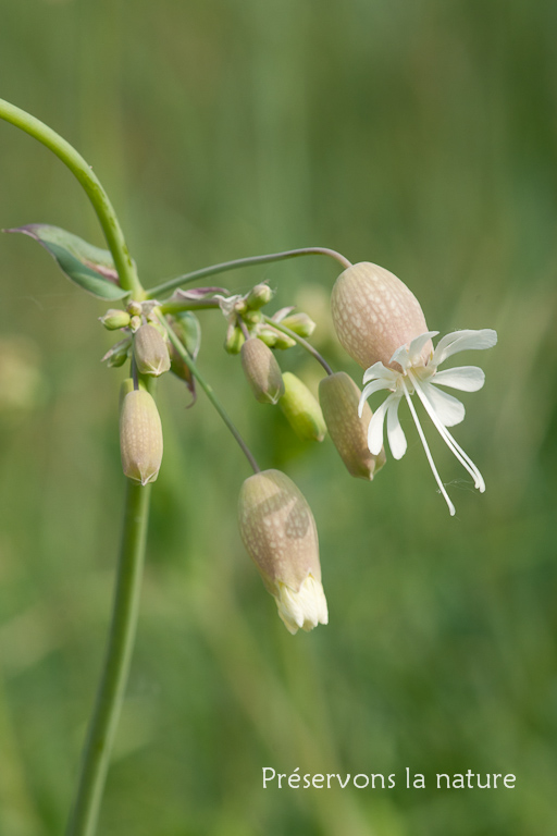 Caryophyllaceae, Silene vulgaris 