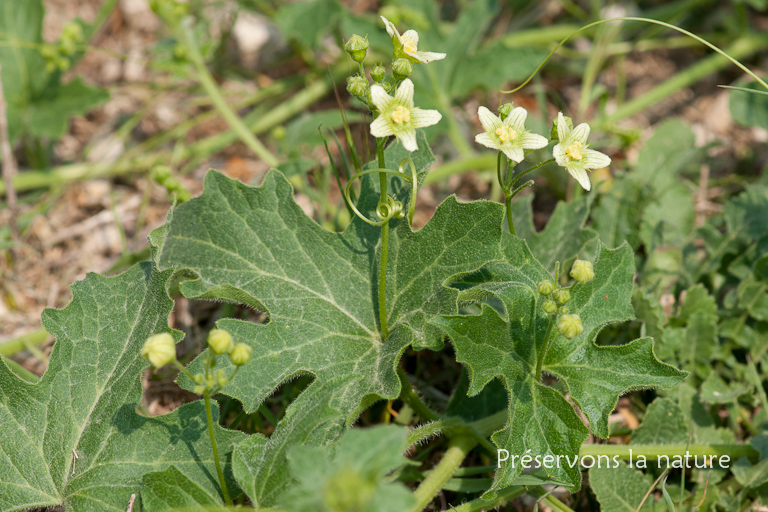 Bryonia cretica, Cucurbitaceae 