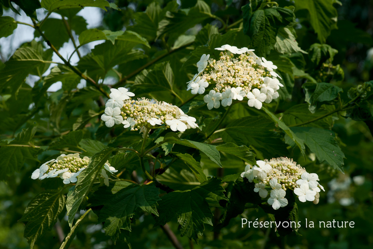 Caprifoliaceae, Viburnum opulus 