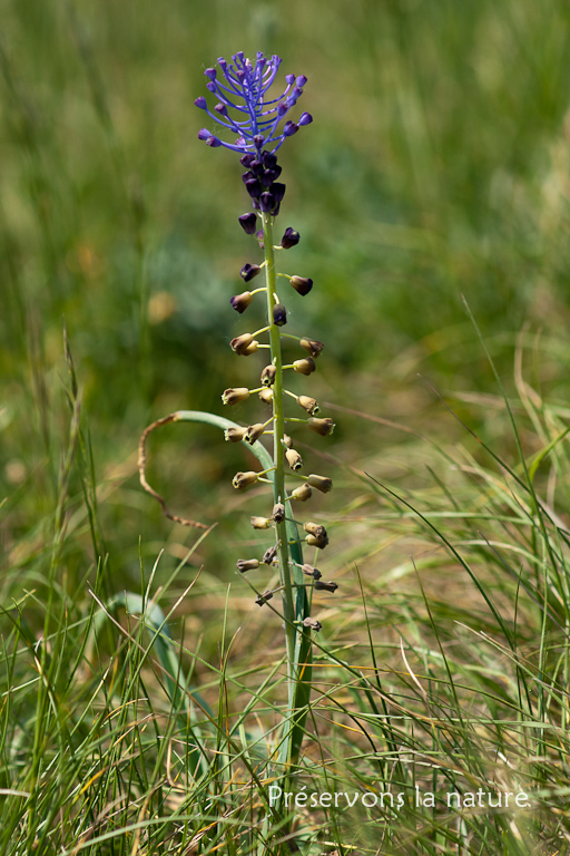 Liliaceae, Muscari comosum 
