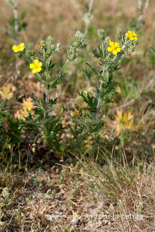Potentilla argentea, Rosaceae 