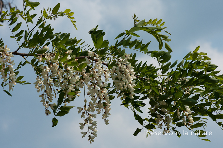Fabaceae, Robinia pseudoacacia 