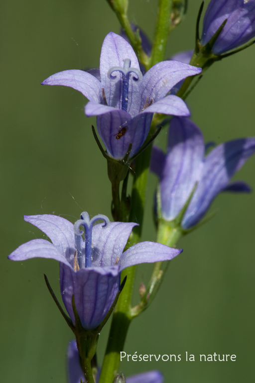 Campanula rapunculus, Campanulaceae 
